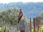 2010 Apr 21st Napa Valley BADO hawk.JPG