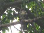 2010 Jul 16th de Young 02 picnic hawk.jpg