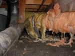 Highlight for Album: Benchmark Environmental Hygienist photos 21-Aug
