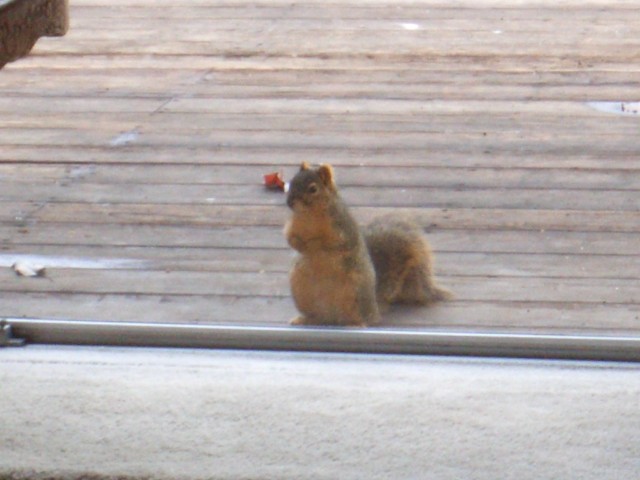 2006 Jan 21 Squirrel 1.jpg