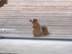2006 Jan 21 Squirrel 1.jpg