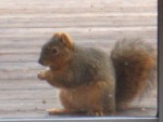 2006 Jan 21 Squirrel 2.jpg