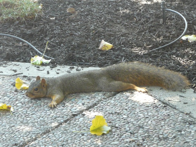 2009 Sep  Squirrel 01 spreadeagle.JPG