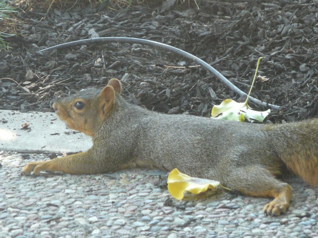 2009 Sep  Squirrel 02 spreadeagle.JPG