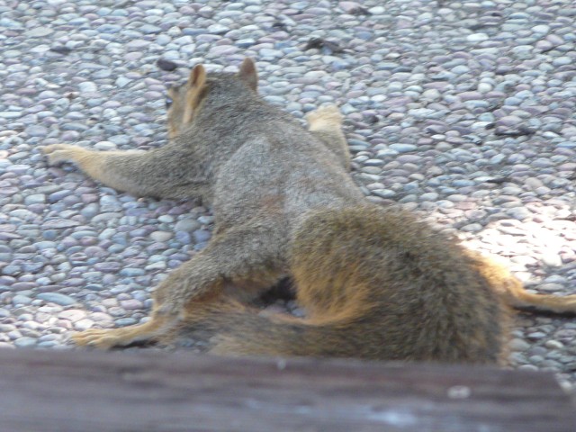 2009 Sep  Squirrel 03 spreadeagle.JPG