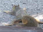 2009 Sep  Squirrel 03 spreadeagle.JPG