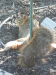 2009 Sep  Squirrel 04 spreadeagle in mulch.JPG