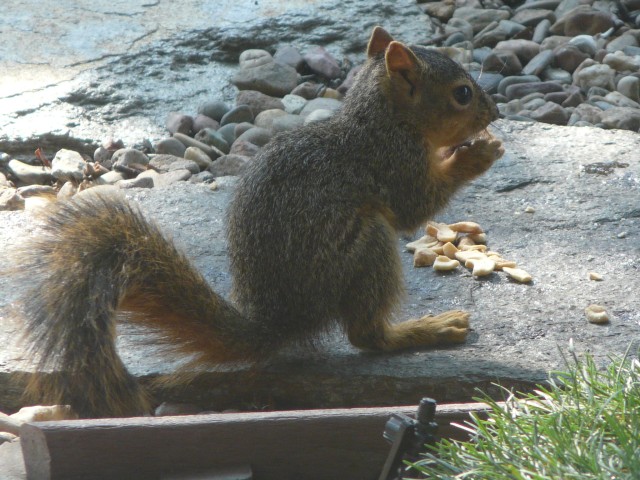 2009 Sep  Squirrel  baby eating nuts.JPG
