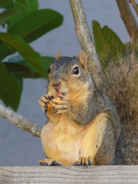 2010 Jun San Ramon 02 fruit eater.JPG