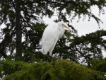 2010 Oct 23 San Ramon 01 Egret.JPG