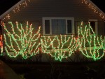 Dec 2005 Garden de Lights 01 climbing rose.jpg