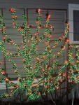 Dec 2005 Garden de Lights 02 climbing rose.jpg