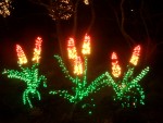 Dec 2005 Garden de Lights 08 red hot poker.jpg