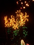 Dec 2005 Garden de Lights 11 asiatic lilies.jpg
