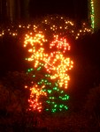 Dec 2005 House lights 03 lillies.jpg