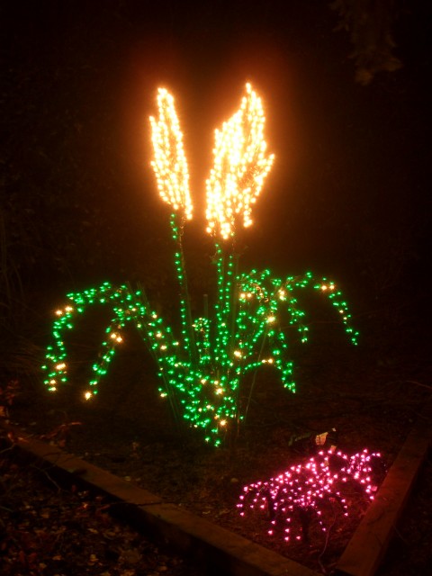 Dec 2005 House lights 06 pampas grass & mondo.jpg