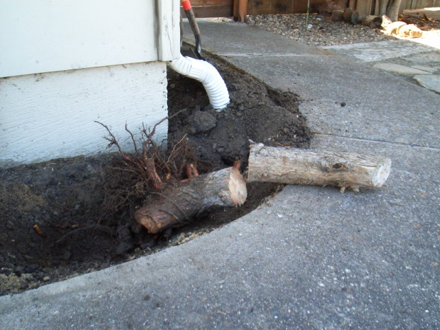 2006 Jun 18 San Ramon stump removal 2 out of ground.jpg