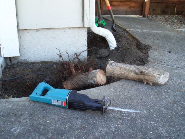 2006 Jun 18 San Ramon stump removal 3 out of ground with saw.jpg
