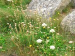 UK-July-06 10th Cornwall 08 Land's End 08 many wildflowers i.jpg