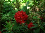 UK-July-06 10th Cornwall 11 Trengwainton Garden 02 red rhody.jpg