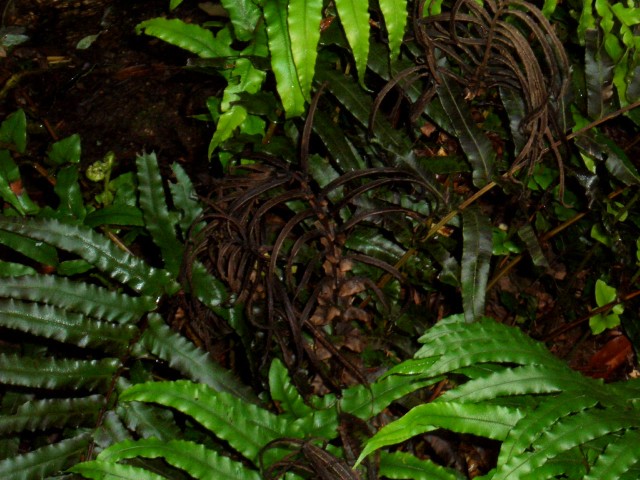 UK-July-06 10th Cornwall 12 Trengwainton Garden 03 fern.jpg