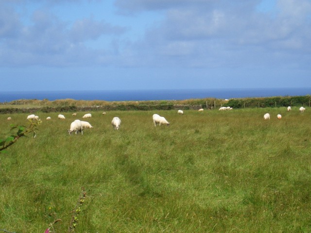 UK-July-06 11th Cornwall Coastal Trail - Tintagel 10 sheep.jpg