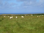 UK-July-06 11th Cornwall Coastal Trail - Tintagel 10 sheep.jpg