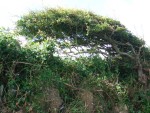 UK-July-06 11th Cornwall Coastal Trail - Tintagel 12 shrub i.jpg