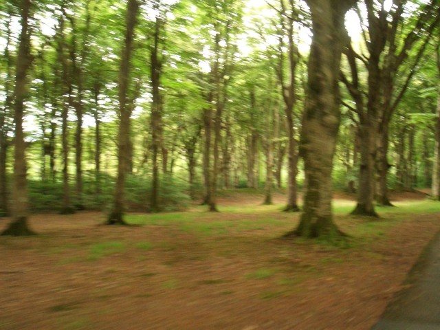 UK-July-06 12th Cornwall road trip 07 Pencarrow carriage dri.jpg