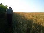 UK-July-06 13th Cotswolds Walk to dinner 09 barley field.jpg
