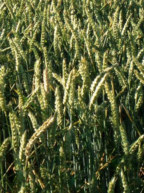 UK-July-06 13th Cotswolds Walk to dinner 10  barley.jpg