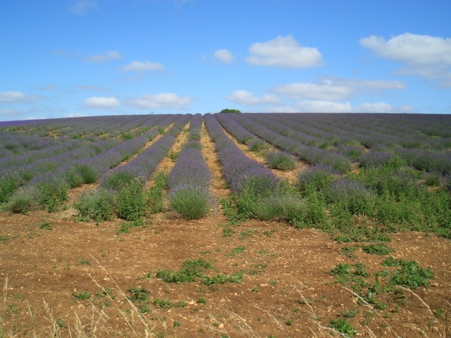 UK-July-06 14th Cotswolds 01 Lavender Farm 01.jpg