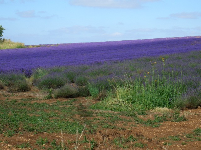 UK-July-06 14th Cotswolds 02 Lavender Farm.jpg