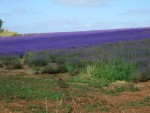 UK-July-06 14th Cotswolds 02 Lavender Farm.jpg