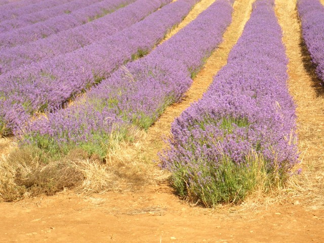 UK-July-06 14th Cotswolds 03 Lavender Farm.jpg