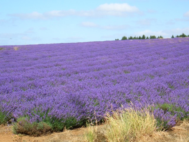 UK-July-06 14th Cotswolds 04 Lavender Farm.jpg
