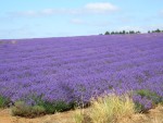 UK-July-06 14th Cotswolds 04 Lavender Farm.jpg