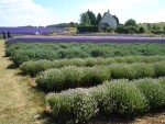 UK-July-06 14th Cotswolds 05 Lavender Farm.jpg