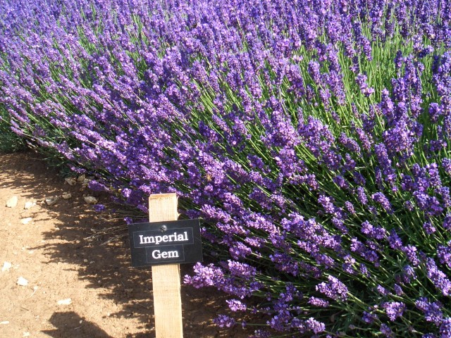 UK-July-06 14th Cotswolds 07 Lavender Farm - Imperial Gem.jpg
