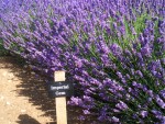 UK-July-06 14th Cotswolds 07 Lavender Farm - Imperial Gem.jpg