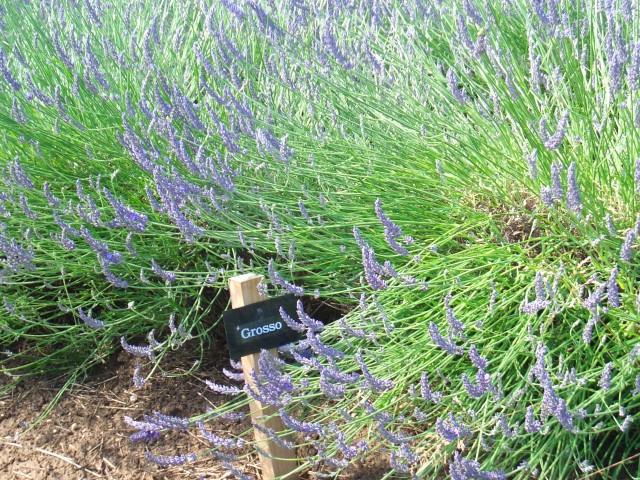 UK-July-06 14th Cotswolds 08 Lavender Farm - Grosso.jpg
