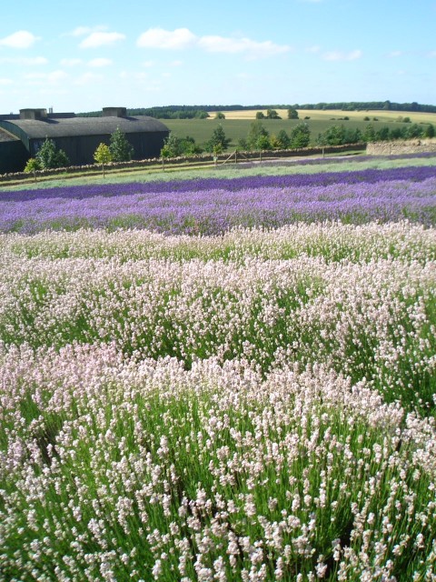 UK-July-06 14th Cotswolds 09 Lavender Farm.jpg