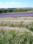 UK-July-06 14th Cotswolds 09 Lavender Farm.jpg
