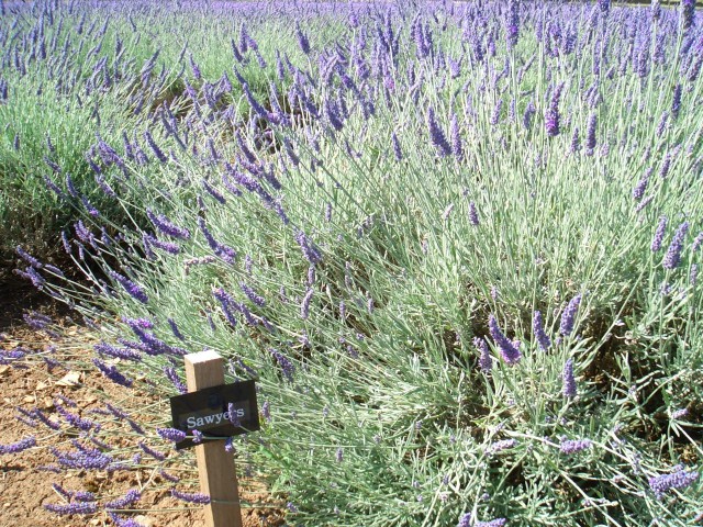 UK-July-06 14th Cotswolds 10 Lavender Farm - Sawyers.jpg