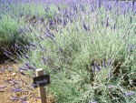 UK-July-06 14th Cotswolds 10 Lavender Farm - Sawyers.jpg