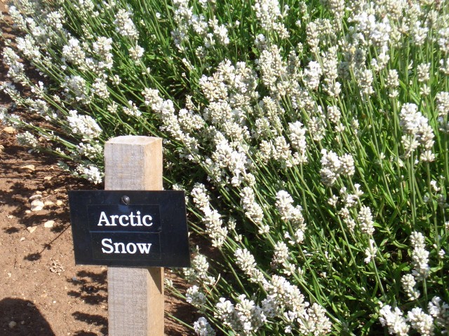 UK-July-06 14th Cotswolds 11 Lavender Farm - Artic Snow.jpg