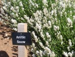 UK-July-06 14th Cotswolds 11 Lavender Farm - Artic Snow.jpg