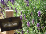 UK-July-06 14th Cotswolds 12 Lavender Farm - Hindcote.jpg