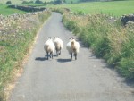 Highlight for Album: 24-July to Alston: Shap Abbey & Brougham Castle
