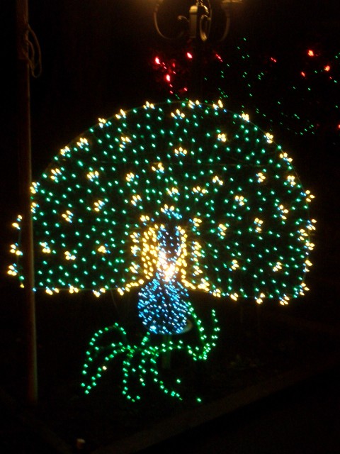 Dec 2006 Peacock House lights 6 close up of Peacock.jpg